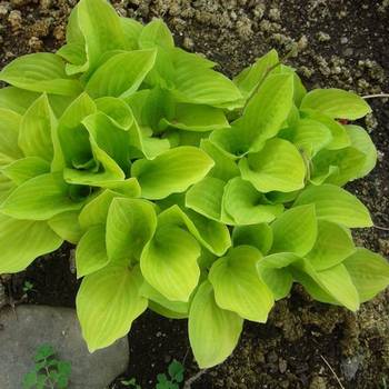 Хоста Hosta ‘Golden Medallion’